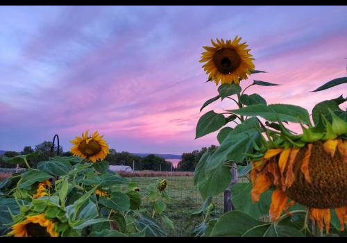 Bantry Bay Farm Sunset Bantry Bay Farm Sunset
