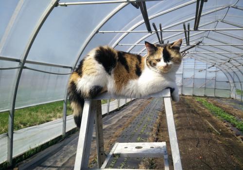 Relaxing in the Greenhouse Relaxing in the Greenhouse