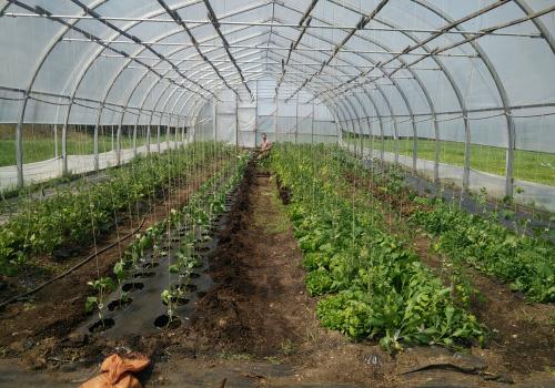 Planting Peppers in the Greenhouse Planting Peppers in the Greenhouse