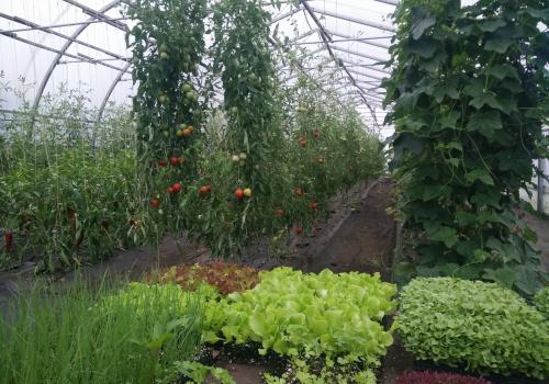 Inside the Greenhouse in August Inside the Greenhouse in August